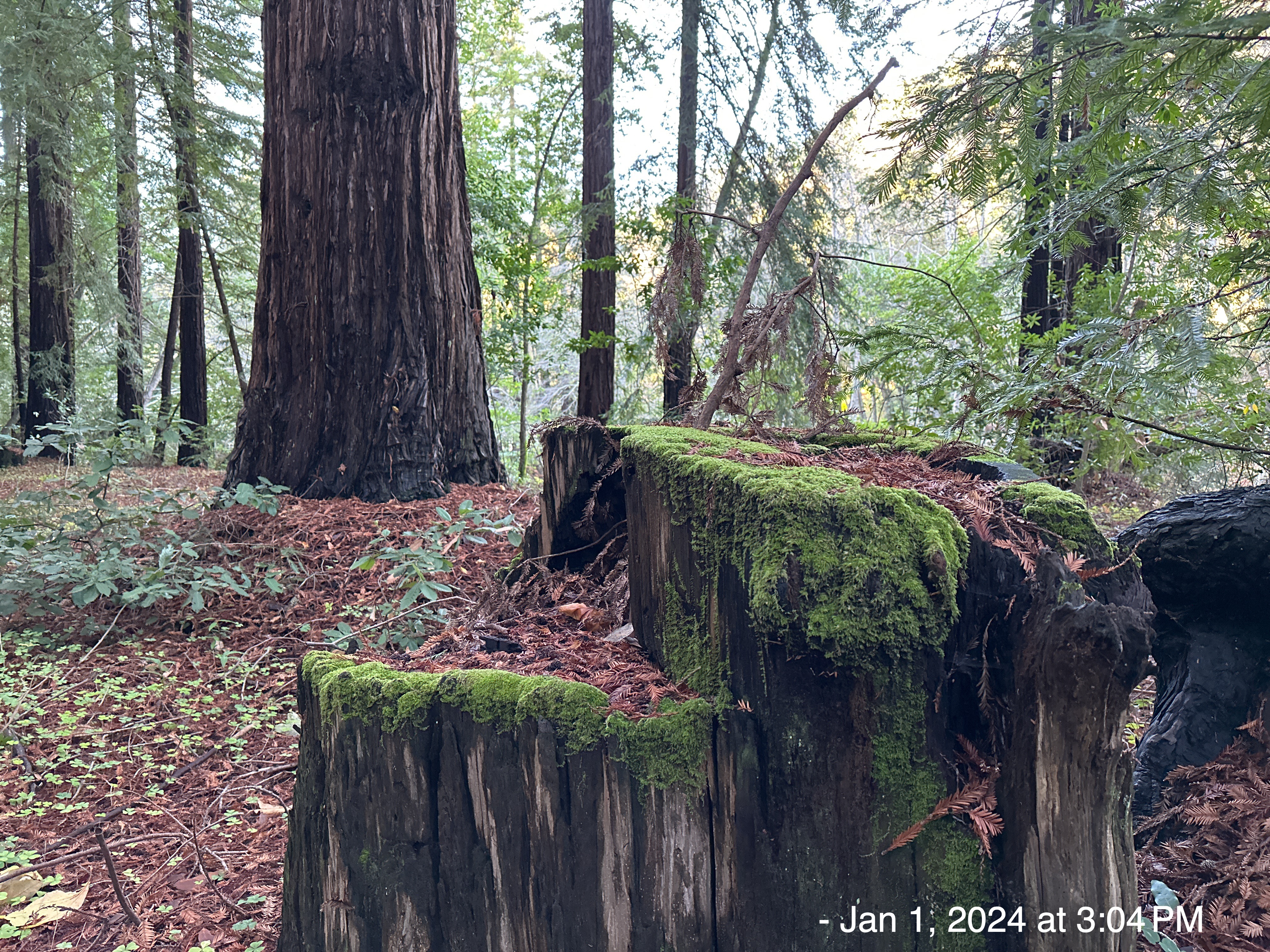 2024-01: Pfeiffer Big Sur State Park