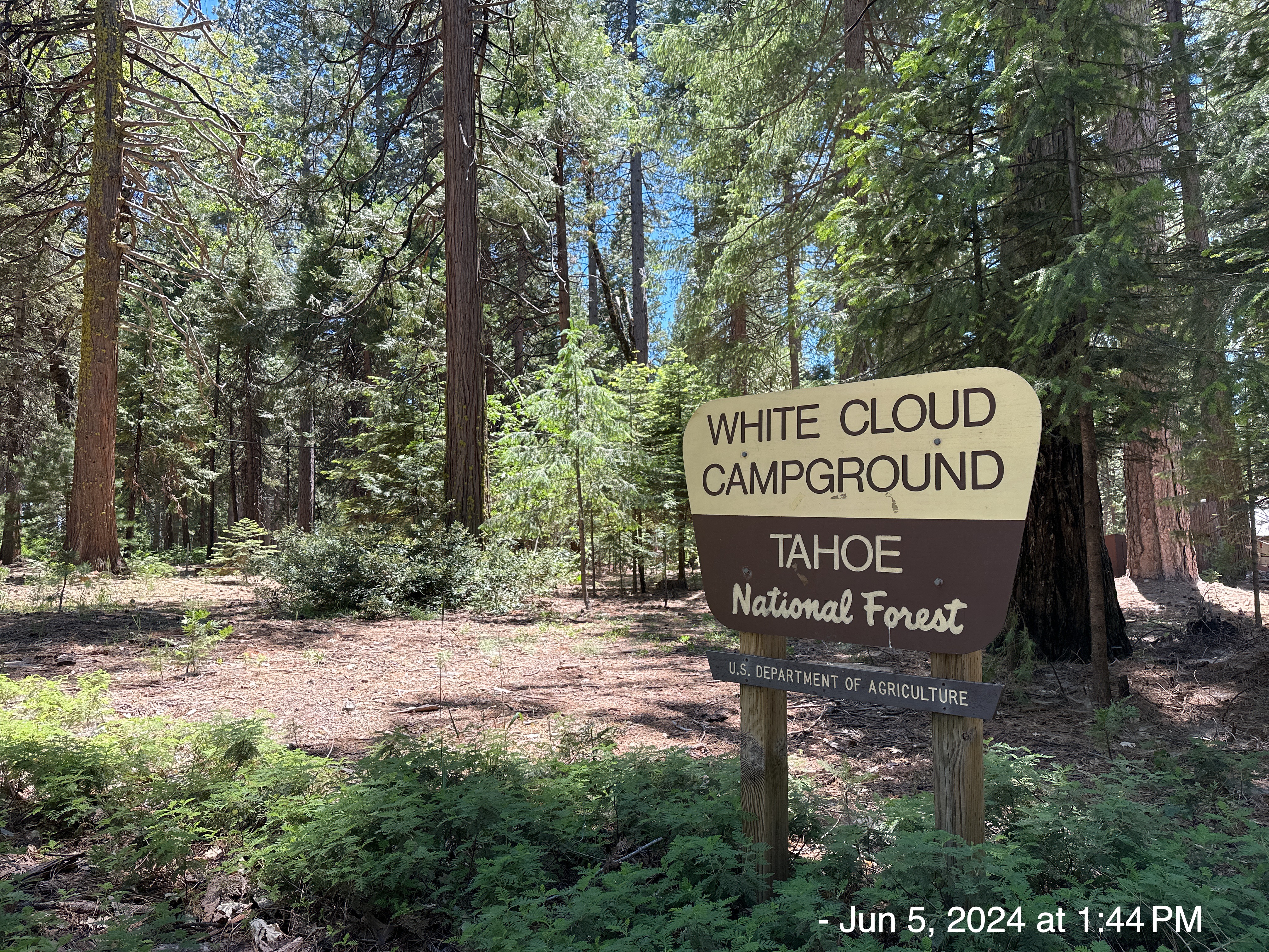 2024-06-05: White Cloud Campground, Tahoe National Forest
