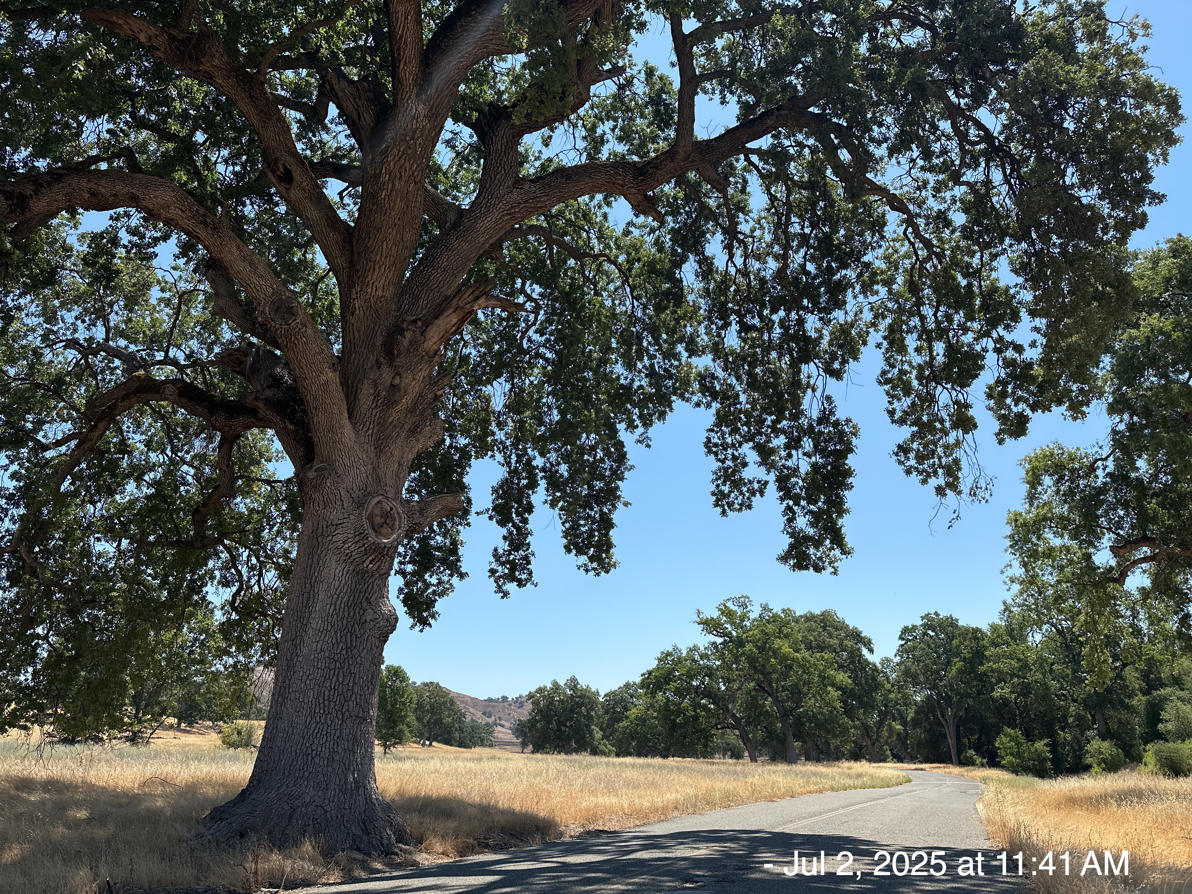 2025-07: Ponderosa Campground, Los Padres National Forest