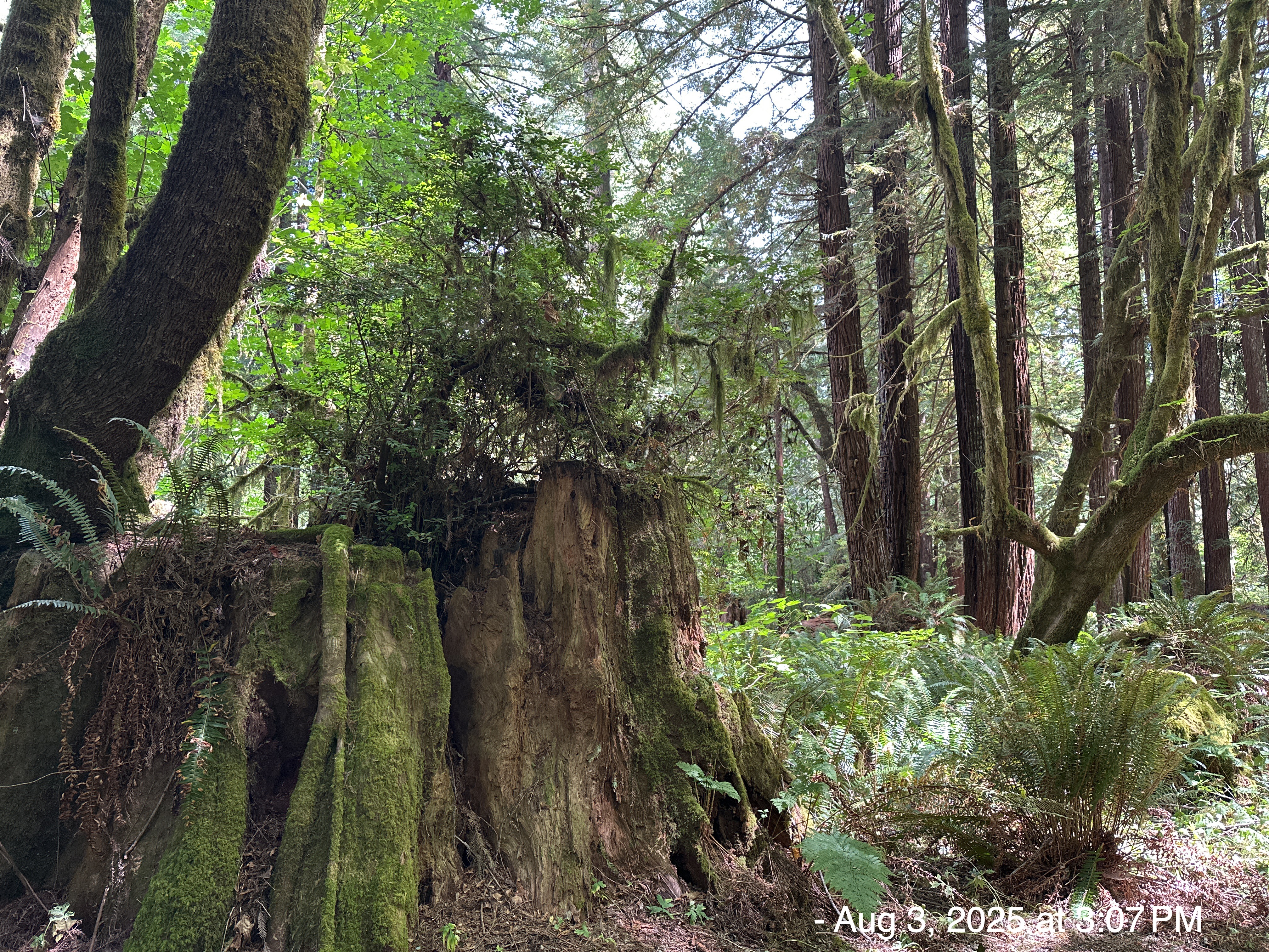 2025-08-03: Del Norte Coast Redwood National and State Park