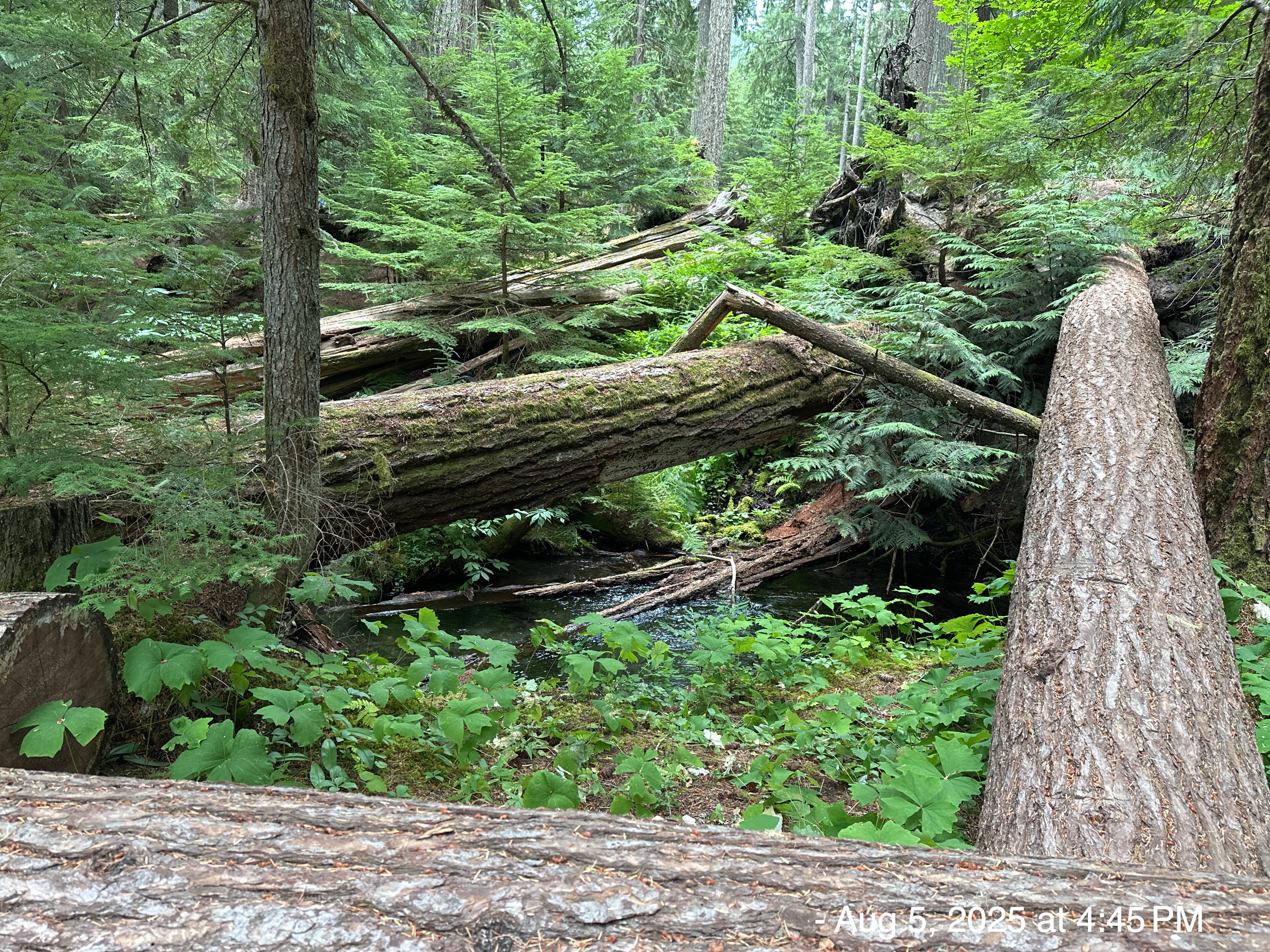 2025-08-05: Mt. Rainier National Park, Washington