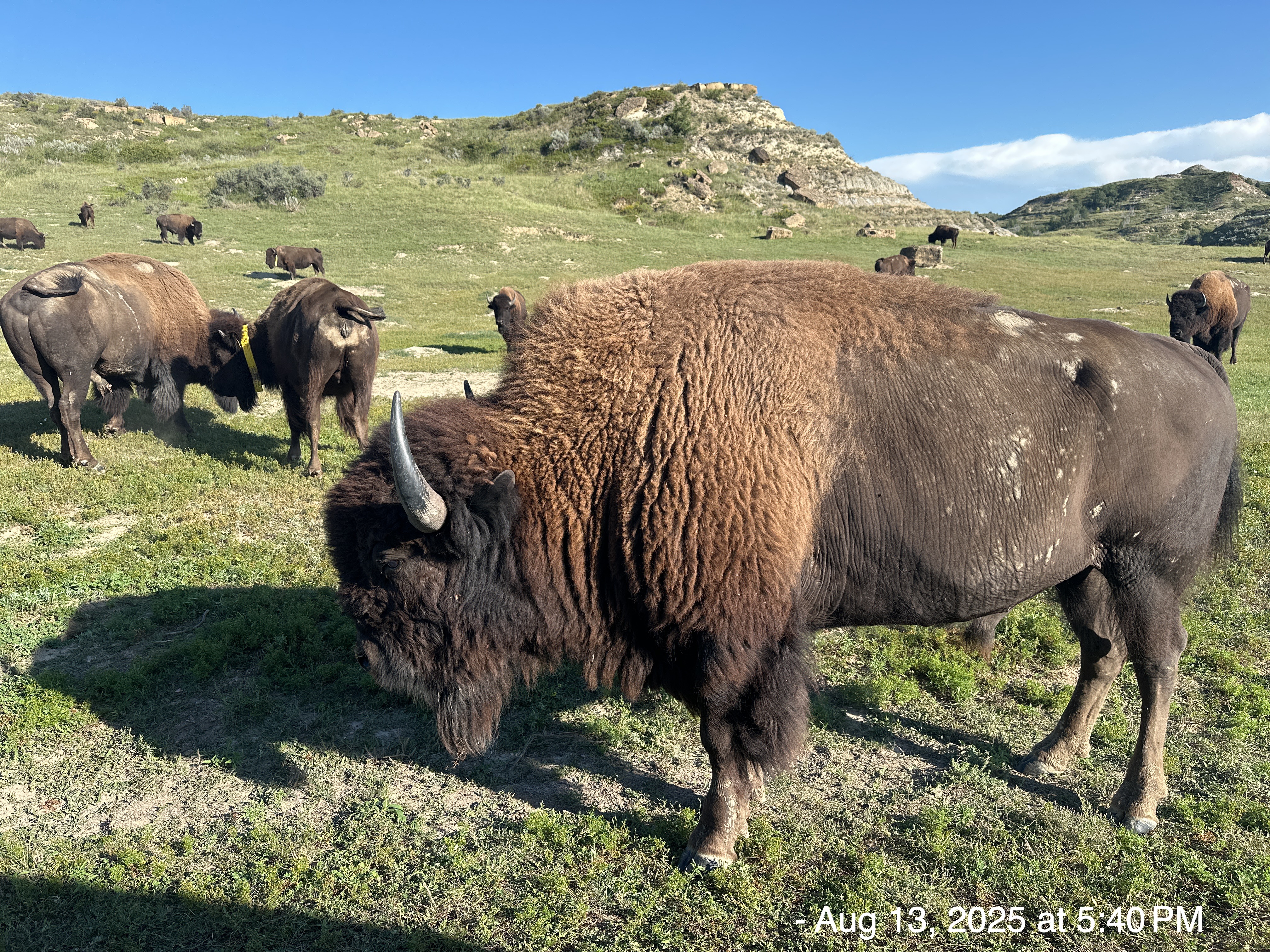 2025-08-13: Theodore Roosevelt National Park, North Dakota